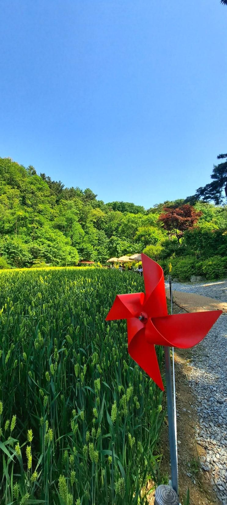 천안 태학산휴양림 피노카페, 청보리밭뷰를 보는 브런치카페...