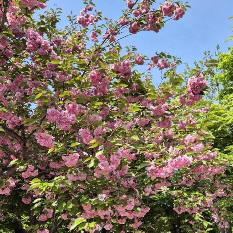 속초 겹벚꽃 영산홍 척산온천휴양촌+척산족욕공원