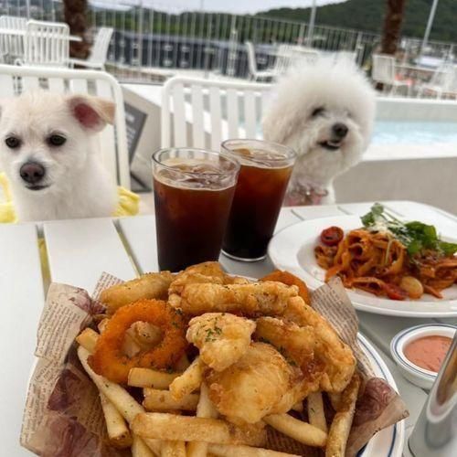 [김포_반려견동반] 여객선 콘셉트의 브런치&사진 맛집, 홀리쉽