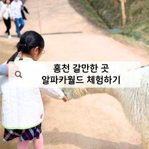 알파카월드 홍천 갈만한 곳 강원도 목장 체험하기