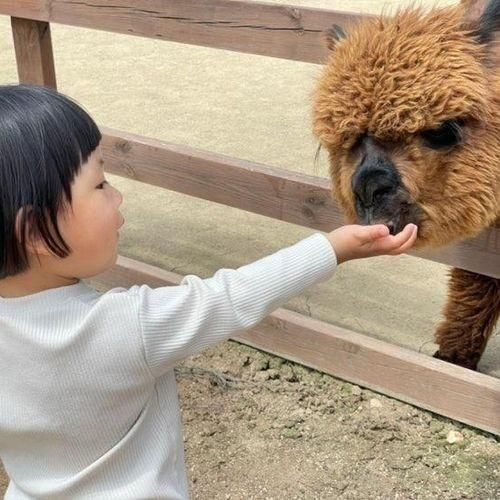 서울근교 홍천 알파카월드 이동 꿀팁 식당