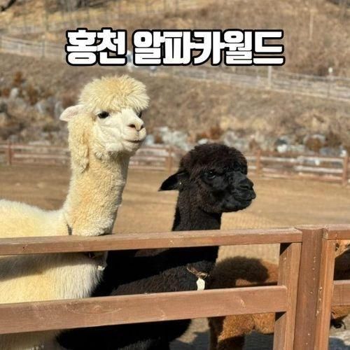 홍천 알파카월드 후기 두돌아기랑 가볼만한 곳