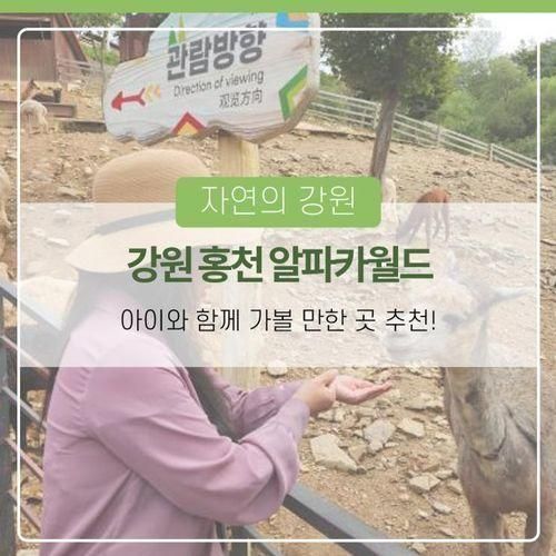 홍천 아이와 함께 가볼 만한 곳 알파카월드