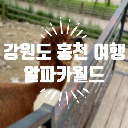 [홍천 여행지 추천] '알파카 월드' 뿌시기