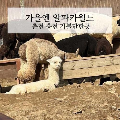 가을엔 알파카월드  춘천 홍천 가볼만한곳 !