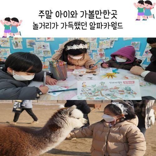 주말 아이와 가볼만한곳 놀거리가 가득했던 알파카월드