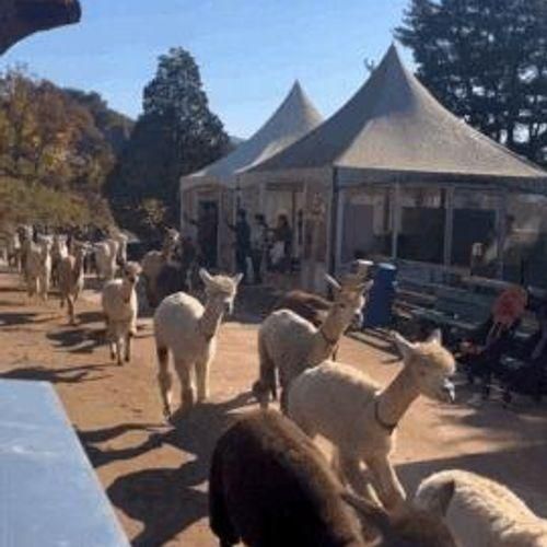 홍천 알파카월드 | 서울 근교 아이와 가볼만한곳 단풍 나들이로 굿