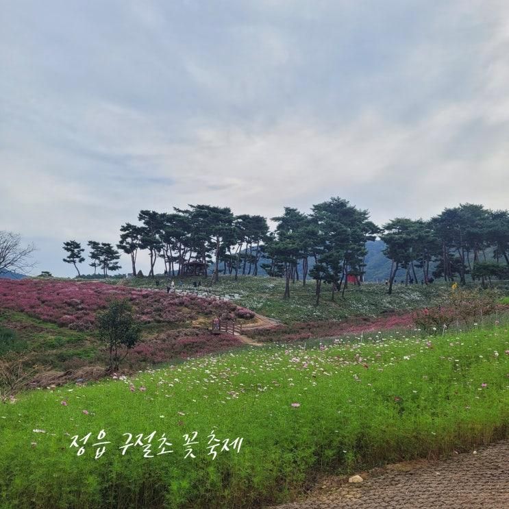 정읍 구절초 꽃축제&광주패밀리랜드