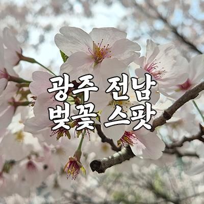 광주전남 벚꽃 스팟, 광주벚꽃명소 / 광주 패밀리랜드 벚꽃...