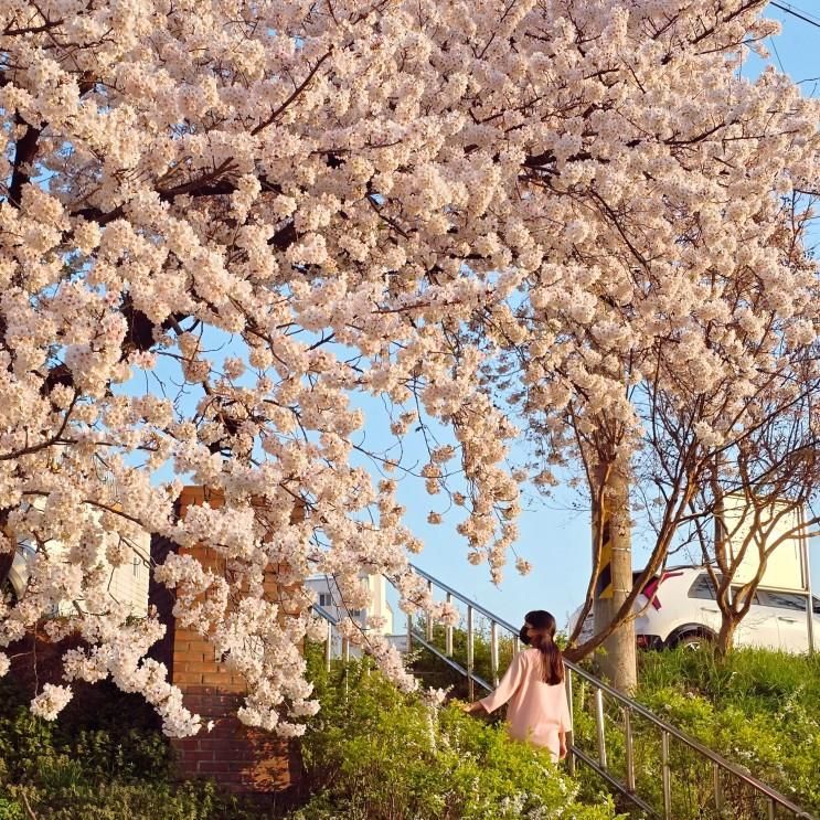 광주 벚꽃 명소 BEST3 광주천 광주패밀리랜드 첨단쌍암공원