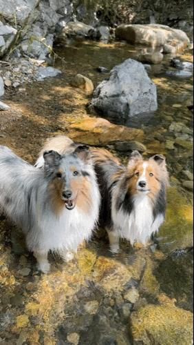 부산근교 계곡이 있는 밀양 애견동반카페 어서, 이곳