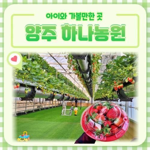 6세, 4세, 2세 경기도 양주 하나농원 첫 딸기 농장체험 성공기