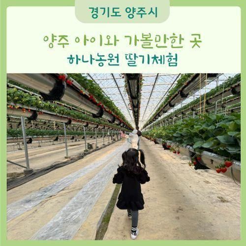 양주 아이와 가볼만한 곳, 하나농원 양주 딸기따기체험