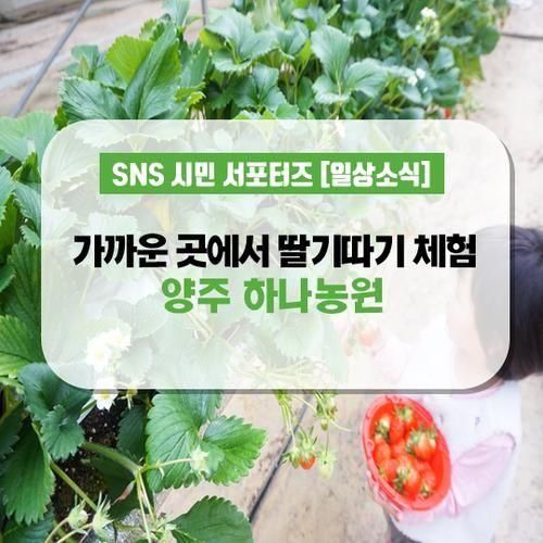 딸기체험  - 예약없이 당일체험 딸기를 딸 수 있는 ' 하나농원 '