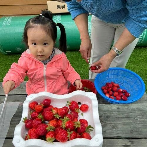 양주 삼숭동 하나농원딸기농장 딸기따기체험 후 미리내들밥 점심!