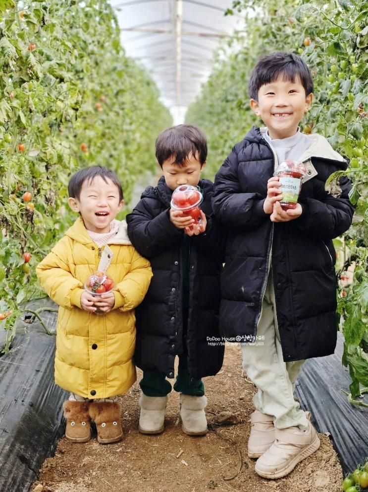 용인 딸기체험 헤븐온어스 놀거리 가득, 아이와 가볼만한곳 추천