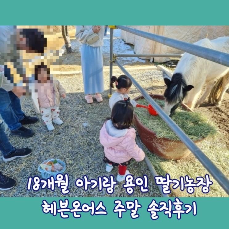 용인 딸기농장 동물체험 헤븐온어스 아기랑 주말 솔직후기