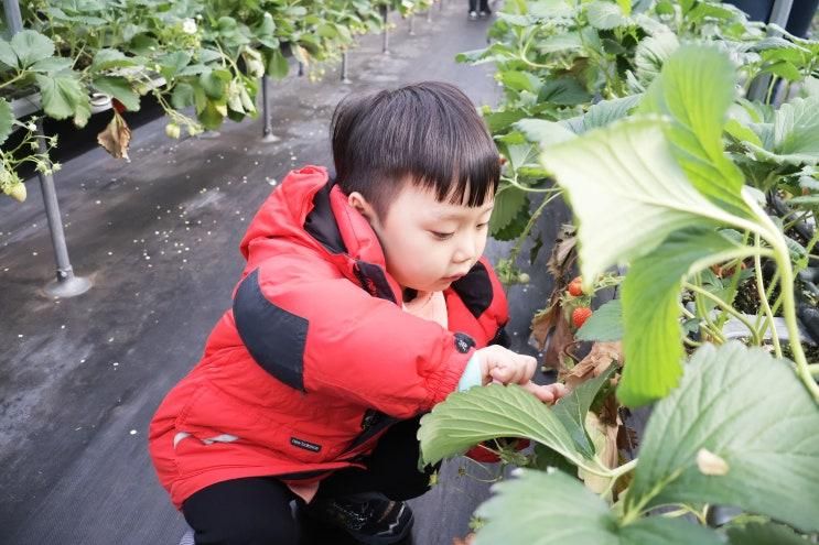 용인 딸기체험 농장 헤븐온어스 딸기 따기 동물 먹이주기...