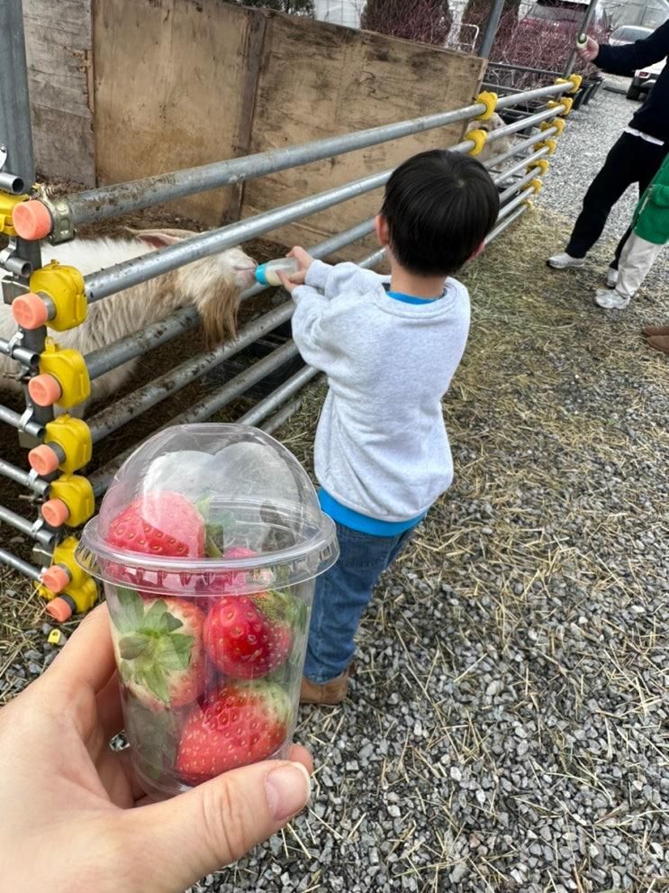 동물 체험 자연놀이터 딸기따기 / 용인 헤븐 온 어스