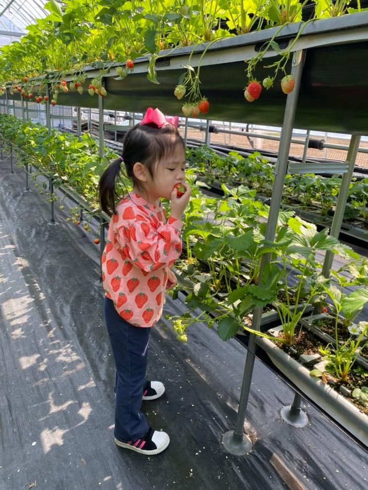 용인 헤븐온어스 딸기농장 vs 포시즌 딸기체험 농장