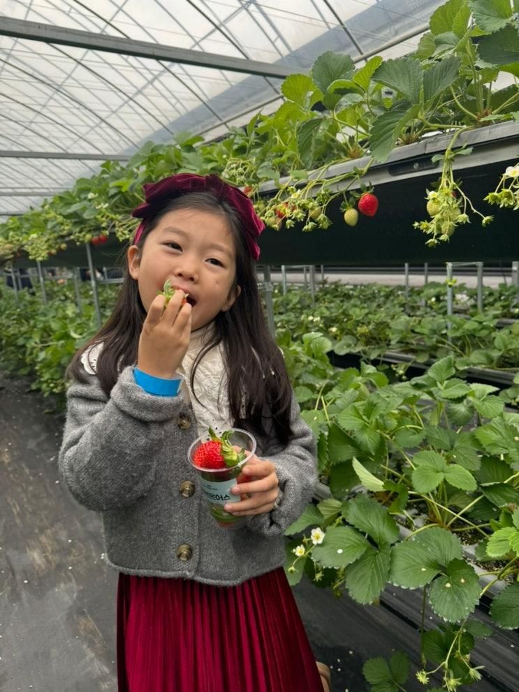 용인 체험농장 헤븐온어스 딸기체험 동물먹이주기 아이랑 추천