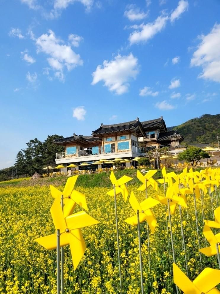 경주 바실라카페 유채꽃 물결이 장관이예요(애견동반 가능)