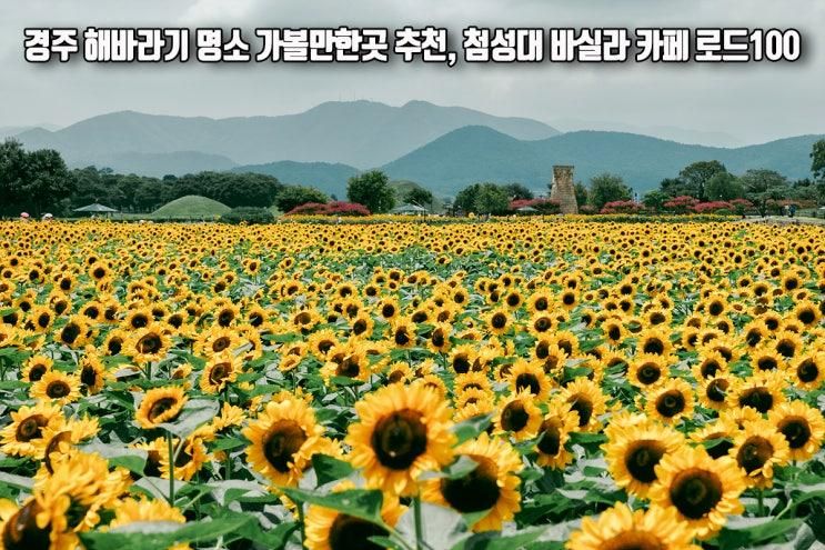 경주 해바라기 명소 가볼만한곳 추천 첨성대 바실라 카페...