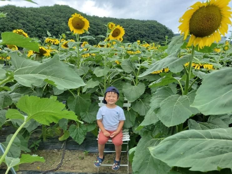 경주 가볼만한곳 해바라기 천국 바실라카페