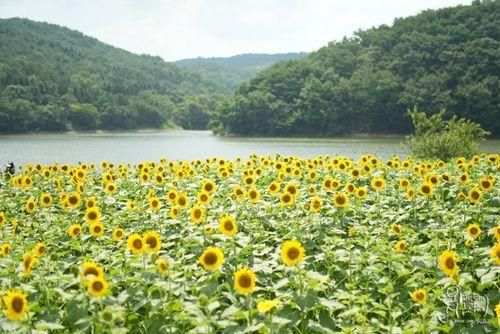 경주 카페 : 해바라기 만개한 바실라