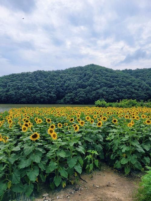 경주 카페 추천, 보문호수 뷰 페이지나인과 해바라기밭 바실라