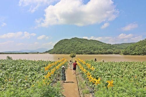 경주 카페 바실라, 해바라기 필 때 갈걸