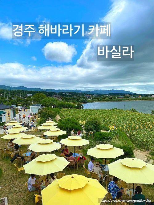 경주 바실라 해바라기 가득한 경주 카페