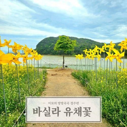 경주 유채꽃 개화시기 갈만한곳 바실라 카페