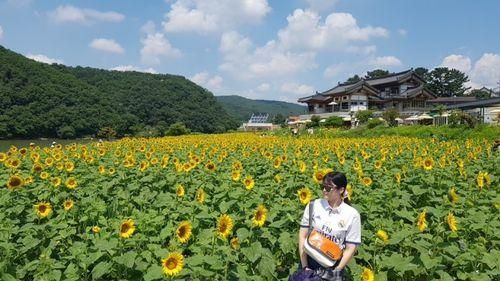 해바라기밭과 연못이 있는 경주 보문 카페 바실라