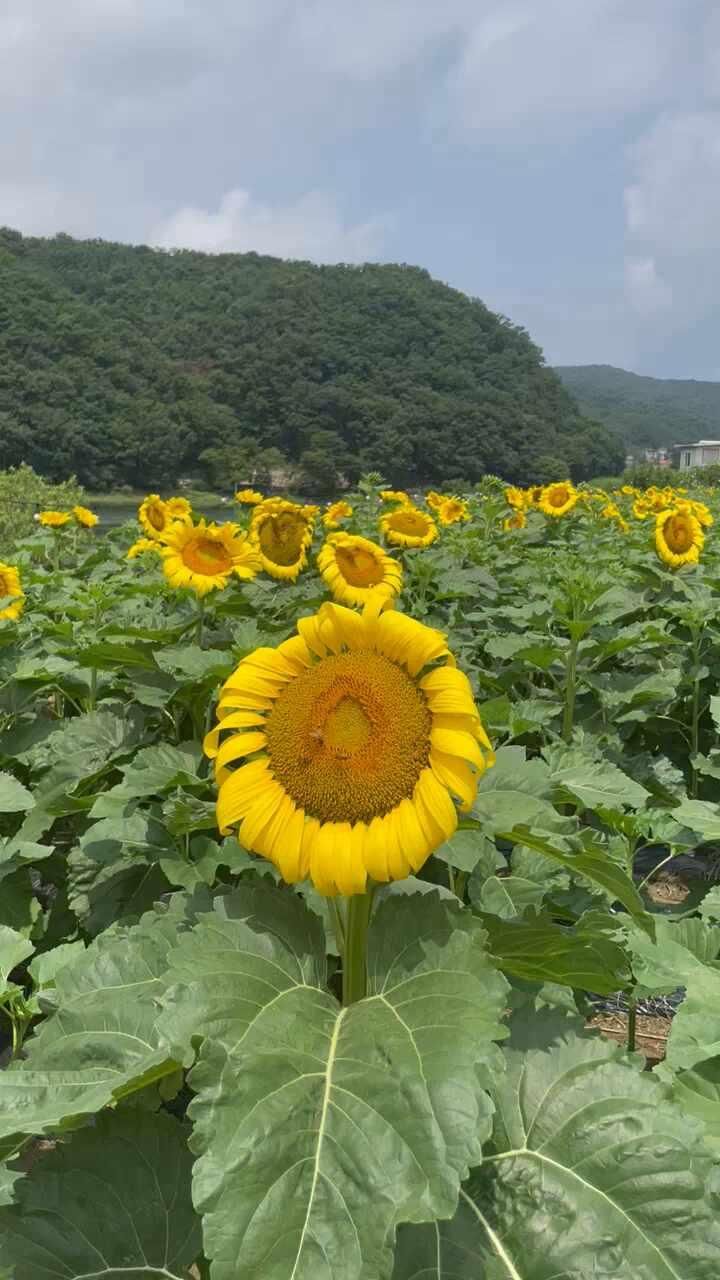 가볼만한곳 : 천평 규모 해바라기 카페/바실라카페 | 해바라기명소