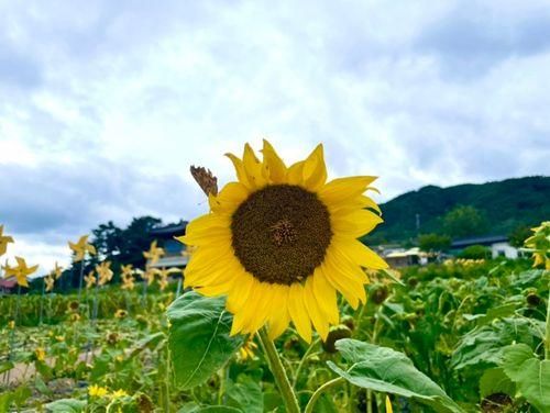 경주 해바라기 명소 노랑 노랑 한 바실라 카페