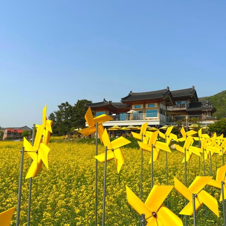 경주 유채꽃 보러 경주 바실라 카페 가요!