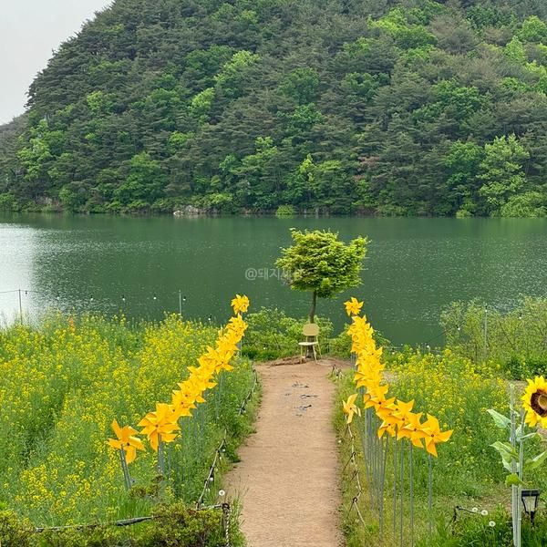 경주 카페, 바실라 : 유채꽃 가득 불국사 근처 대형 카페