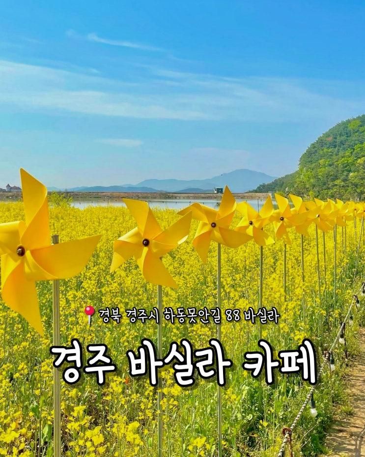 노랑노랑 유채꽃 가득한 경주 바실라 카페, 경주 감성 카페로...