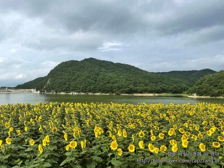 경주 바실라카페 해바라기