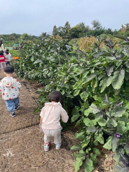 아이들 농장체험 가능한 곳! 은진농장 서울 강남 세곡동 (땅콩...