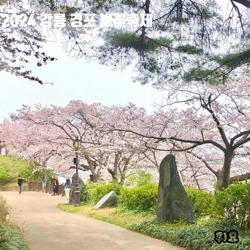강릉 벚꽃축제 경포피크닉 주차 및 실시간 개화 상황