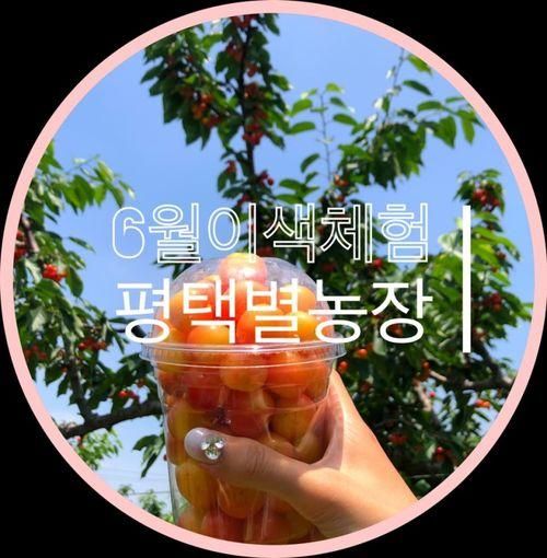 서울근교 6월 이색 체험! 체리 따기 하러가욧 평택별농장