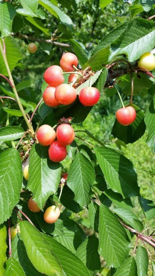 5월 12일 평택체리 별농장