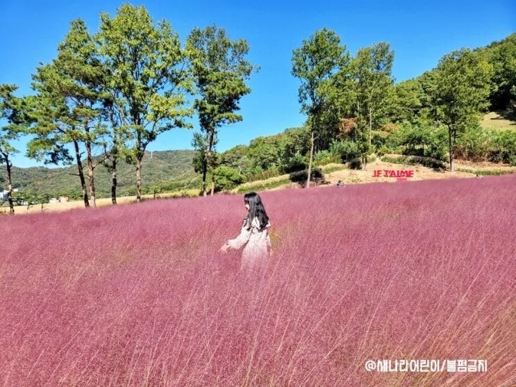 천안 핑크뮬리 대형카페에서 만끽하기 핀스커피 눈부셔