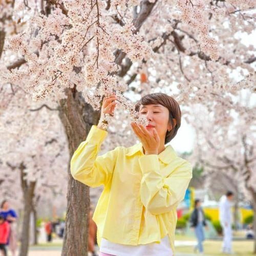 경산 벚꽃 만개 삼성현 역사문화공원 대구근교 꽃구경 드라이브