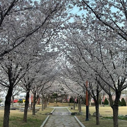 벚꽃 여행 드라이브 경산 삼성현 공원 삼성현역사문화공원 추천