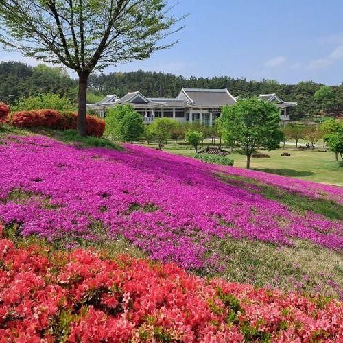 경산 삼성현역사문화공원 둘레길 꽃잔디와 영산홍/자라지 산책로