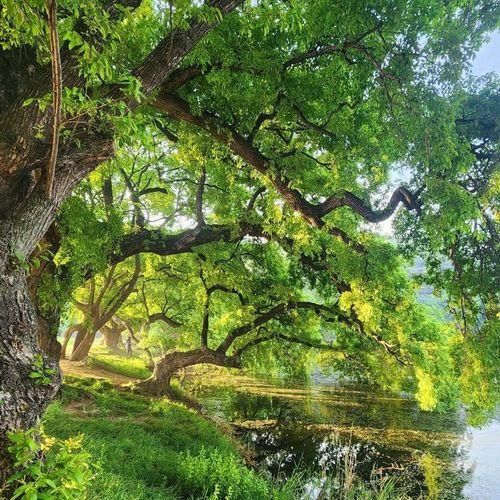 경산 반곡지의 아침 & 삼성현 역사문화공원,계정숲...