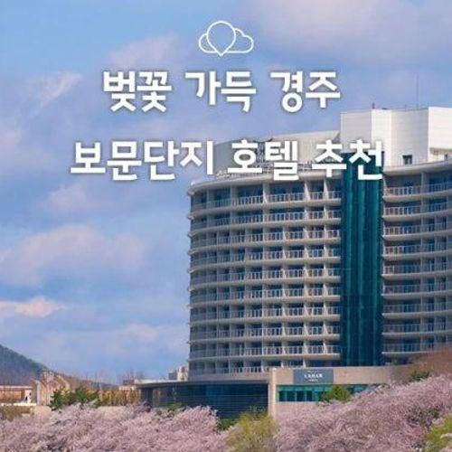 경주 보문단지 벚꽃 호텔 추천!(경주 힐튼호텔, 경주 라한셀렉트...